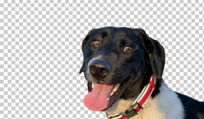 Labrador Retriever Snout Dog Collar Retriever PNG, Clipart, Biology, Breed, Collar, Dog, Dog Collar Free PNG Download