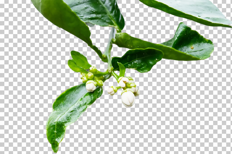 Fruit Tree PNG, Clipart, Biological Pest Control, Biology, Branch, Bud, Deciduous Free PNG Download