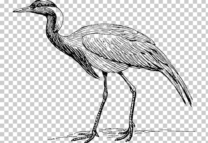 Red-crowned Crane Bird PNG, Clipart, Artwork, Beak, Bird, Black And White, Blue Crane Free PNG Download