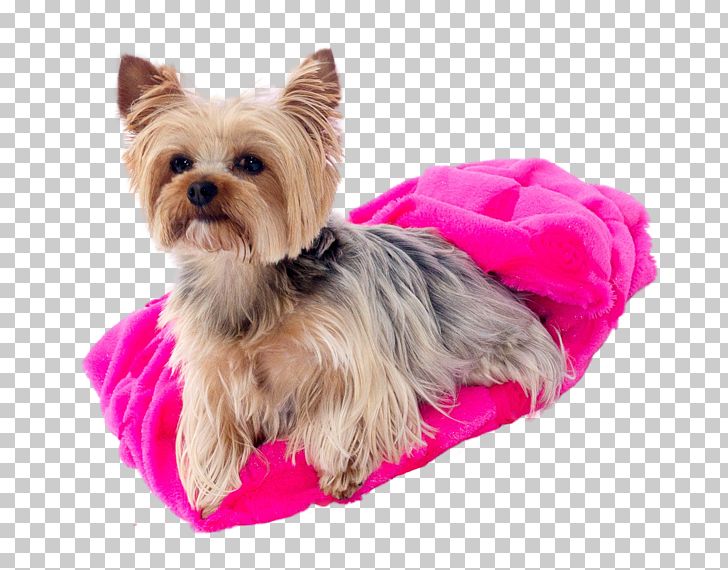 Yorkshire Terrier Australian Silky Terrier Morkie Cairn Terrier Australian Terrier PNG, Clipart, Animal, Animals, Australian Silky Terrier, Australian Terrier, Biewer Terrier Free PNG Download