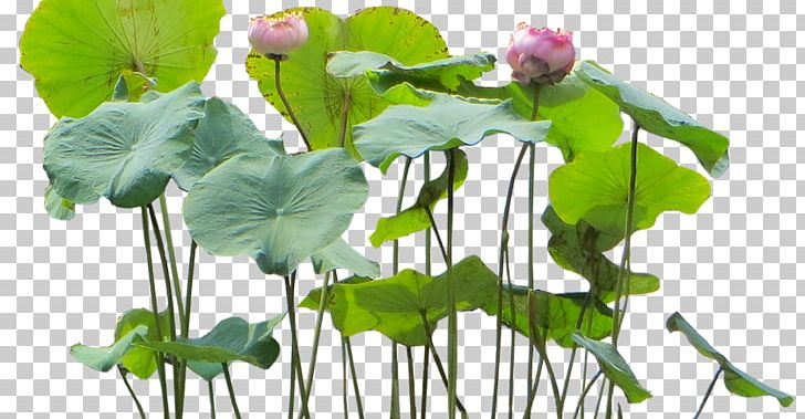 Flower Aquatic Plants PNG, Clipart, Annual Plant, Aquatic Plants, Architectural Rendering, Centella, Cut Flowers Free PNG Download