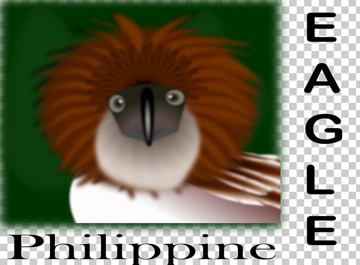 Philippines Bald Eagle Philippine Eagle PNG, Clipart, Animals, Bald Eagle, Beak, Bird, Cartoon Free PNG Download