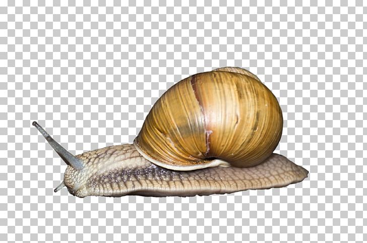 Sea Snail Gastropods Snail Slime Gastropod Shell PNG, Clipart, Animals, Conchology, Dan, Escargot, Gastropods Free PNG Download