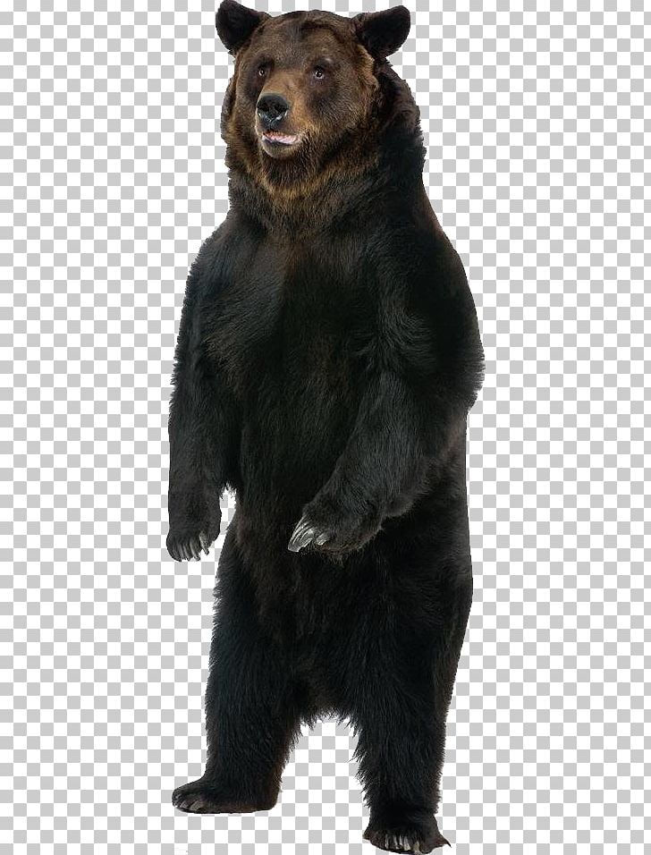Bear PNG, Clipart, Bear Free PNG Download