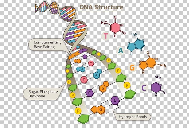 DNA Human Genome Project Single-nucleotide Polymorphism RNA PNG, Clipart, Adna, Area, Deoxyribose, Diagram, Dna Free PNG Download