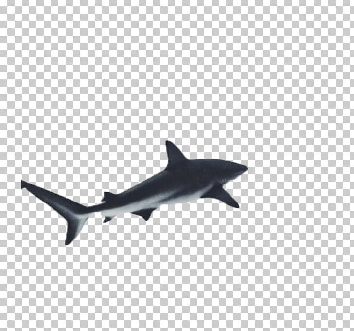 Great White Shark Underwater Photography PNG, Clipart, Animal, Animals, Background Black, Black, Black Free PNG Download