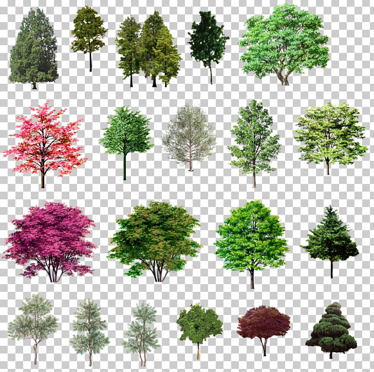 Naver Blog Tree PNG, Clipart, Architecture, Blog, Branch, Conifer, Conifers Free PNG Download