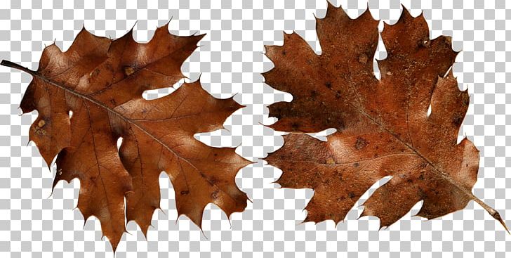 Autumn Leaf Color Brown PNG, Clipart, Autumn, Autumn Leaf Color, Autumn Leaves, Autumn Png Leaf, Brown Free PNG Download