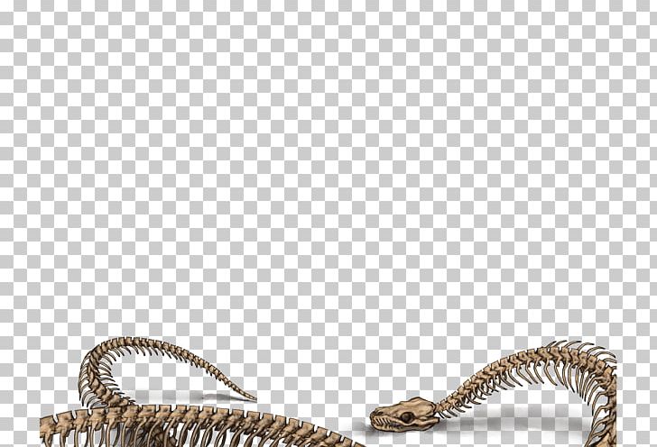 Lion Snake Skeleton Tiger Reptile PNG, Clipart, Animals, Beige, Boa Constrictor, Bone, Claw Free PNG Download
