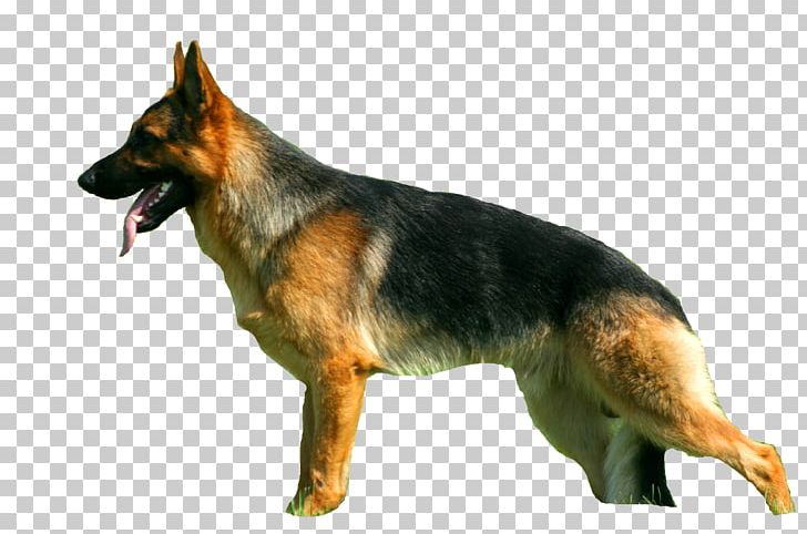 Old German Shepherd Dog King Shepherd Kunming Wolfdog Tervuren PNG, Clipart, Animal, Animals, Belgian Shepherd, Canidae, Carnivoran Free PNG Download