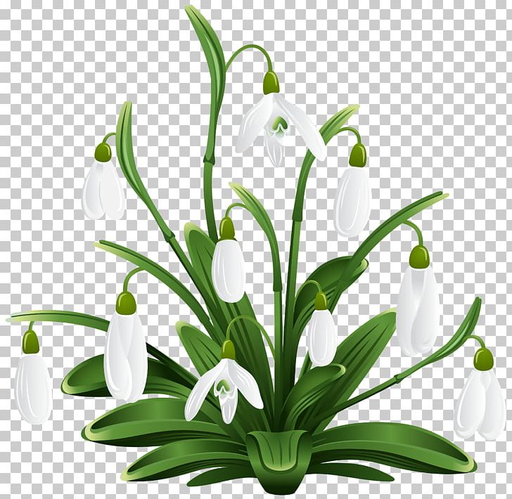 Snowdrop PNG, Clipart, Clipart, Crocus Vernus, Cut Flowers, Download, Floral Design Free PNG Download