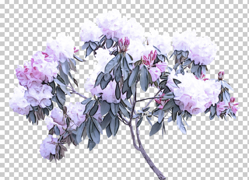 Lavender PNG, Clipart, Branch, Cut Flowers, Flower, Lavender, Lilac Free PNG Download