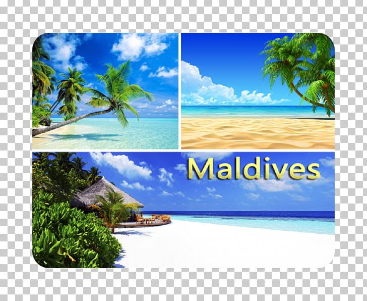 Havelock Island Arecaceae Landscape Maui Hotel PNG, Clipart, Andaman And Nicobar Islands, Arecaceae, Beach, Computer Wallpaper, Hyophorbe Lagenicaulis Free PNG Download