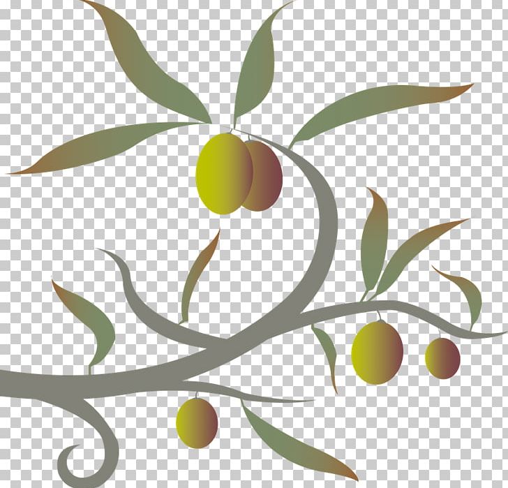Olive Twig Plant Stem Leaf PNG, Clipart, Branch, Flora, Flowering Plant, Food, Food Drinks Free PNG Download