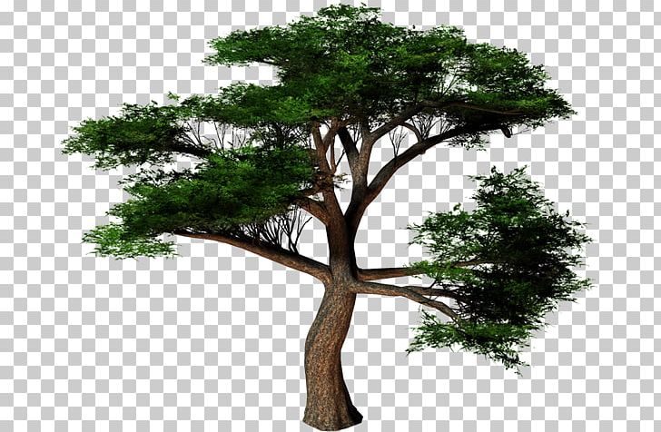 Plane Trees Cottonwood Conifers PNG, Clipart, Branch, Conifers, Cottonwood, Houseplant, M083vt Free PNG Download