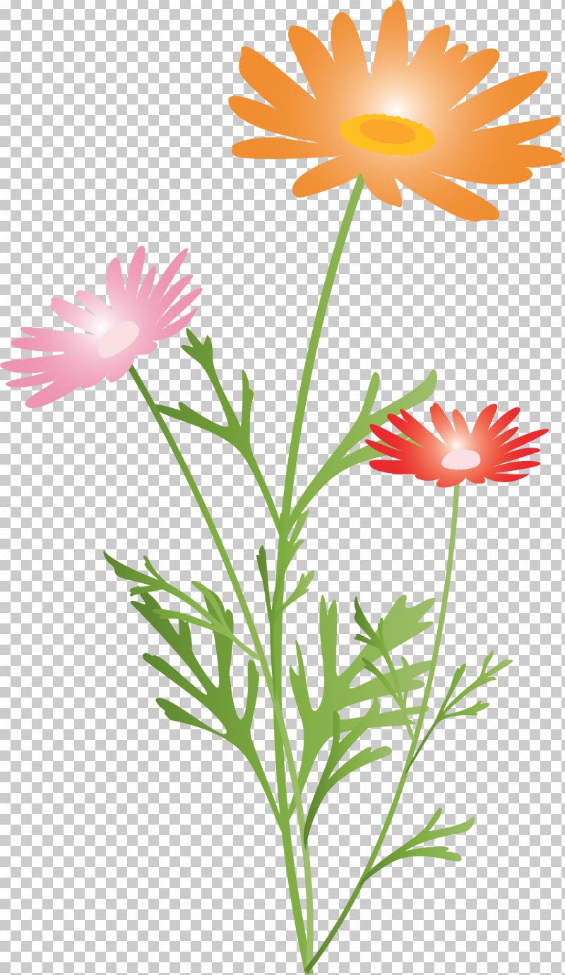 Marguerite Flower Spring Flower PNG, Clipart, African Daisy, Chamomile, Daisy, Daisy Family, English Marigold Free PNG Download
