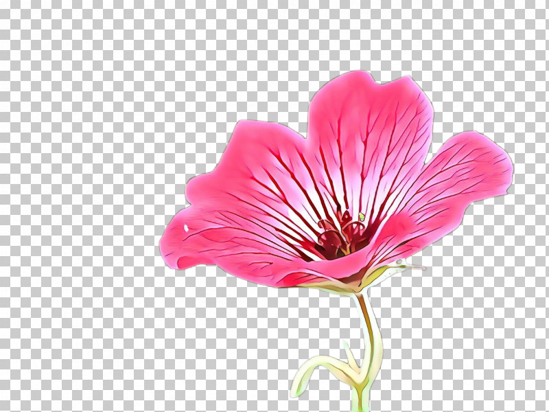 Flower Petal Plant Pink Peruvian Lily PNG, Clipart, Cut Flowers, Flower, Geraniaceae, Peruvian Lily, Petal Free PNG Download