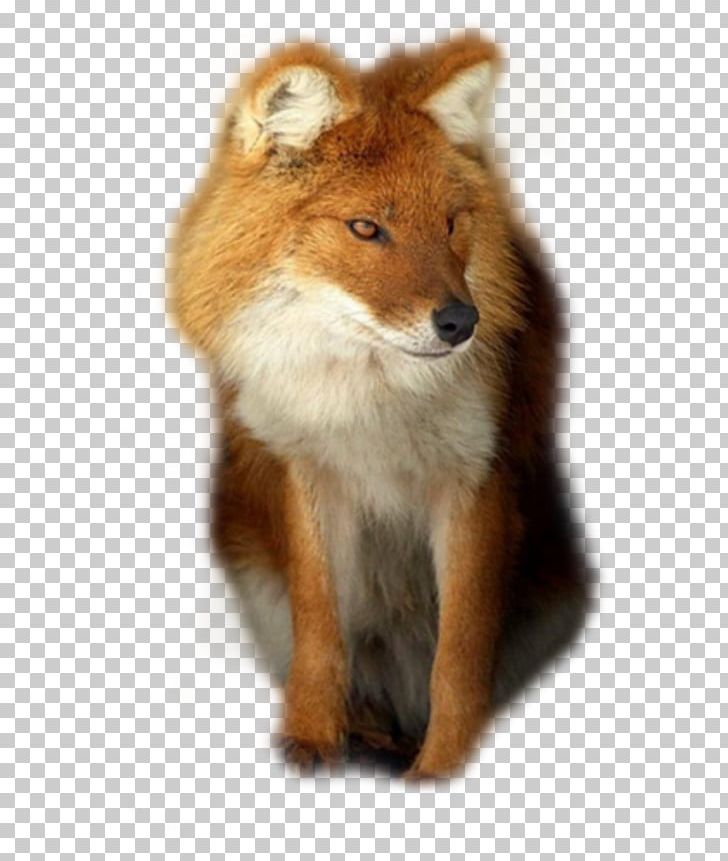 Red Fox Dhole Coyote African Wild Dog PNG, Clipart, African Wild Dog, Animal, Animals, Canidae, Carnivoran Free PNG Download