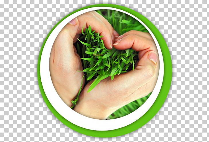 Sizdah Be-dar Nature Dietary Supplement Sabze 13 حمل PNG, Clipart, Dietary Supplement, Farvardin, Finger, Gazon, Grass Free PNG Download