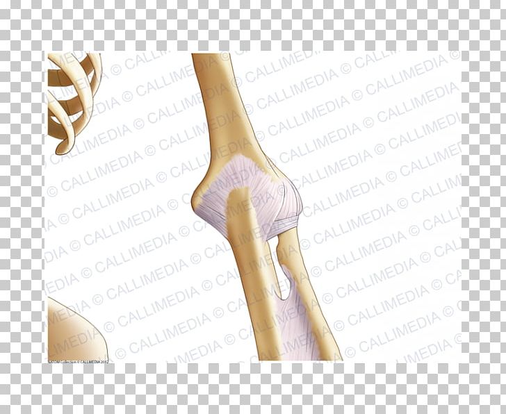 Thumb Elbow Shoulder Ligament Anatomy PNG, Clipart, Anatomy, Arm, Bone, Elbow, Fantasy Free PNG Download