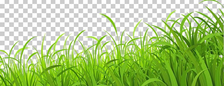Lawn PNG, Clipart, Adobe Illustrator, Aquarium Decor, Artificial Grass, Computer Wallpaper, Encapsulated Postscript Free PNG Download