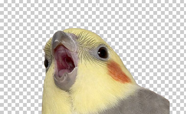 Screenshot Video Game PNG, Clipart, Beak, Bird, Closeup, Cockatiel, Cockatoo Free PNG Download