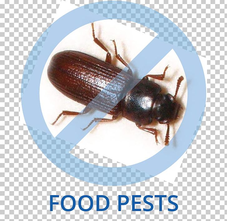 Tricity Pest Control Cockroach Beetle PNG, Clipart, Animals, Arthropod, Beetle, Cockroach, Comfort Free PNG Download