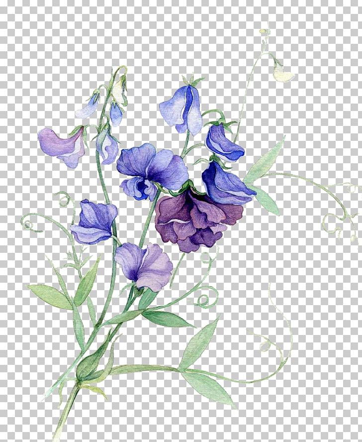 Watercolor Painting Flower Sweet Pea PNG, Clipart, Bellflower Family, Bouquet Of Flowers, Branch, Flower Arranging, Flowers Free PNG Download