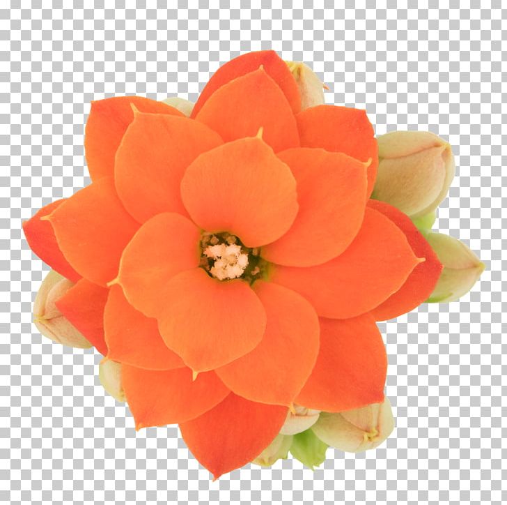 Petal Cut Flowers PNG, Clipart, African Queen, Cut Flowers, Flower, Flowering Plant, Orange Free PNG Download