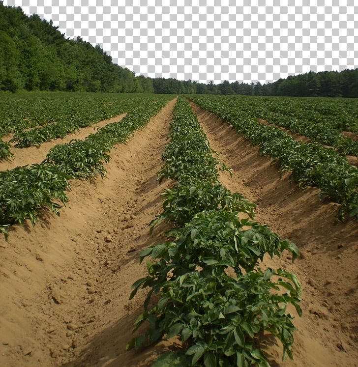 Potato Agriculture Vegetable Harvest Pixabay PNG, Clipart, All Natural, Base, Cash Crop, Crop, Crop Yield Free PNG Download