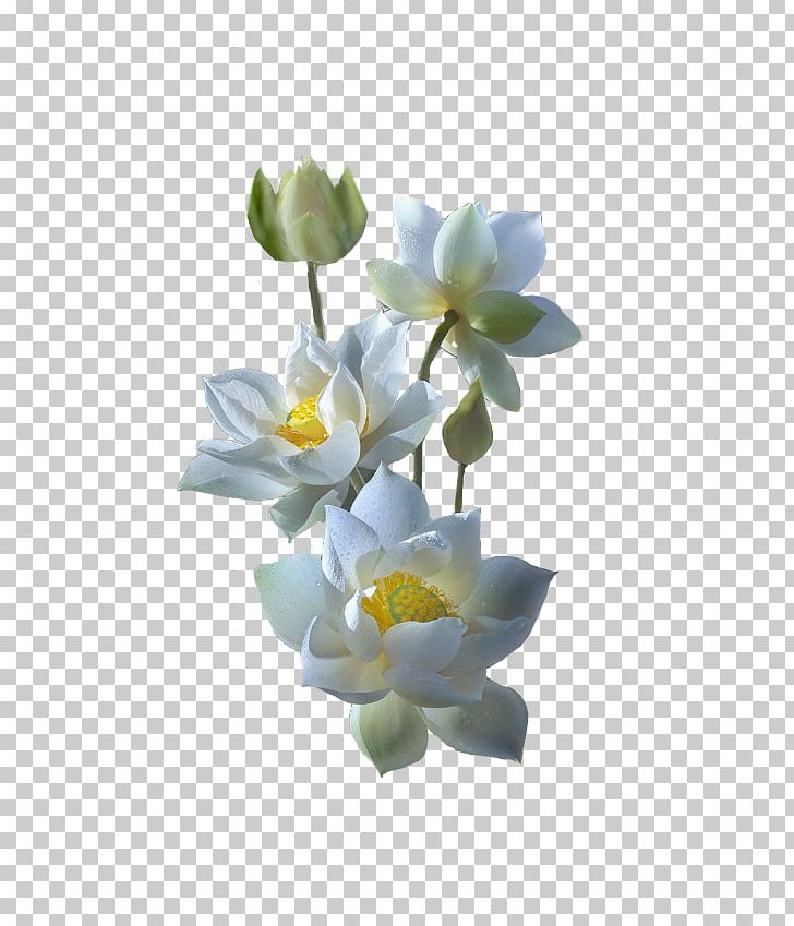 White Nelumbo Nucifera Water Lilies Yellow Lotus Color PNG, Clipart, Color, Flower, Flowering Plant, Jasmine, Nature Free PNG Download