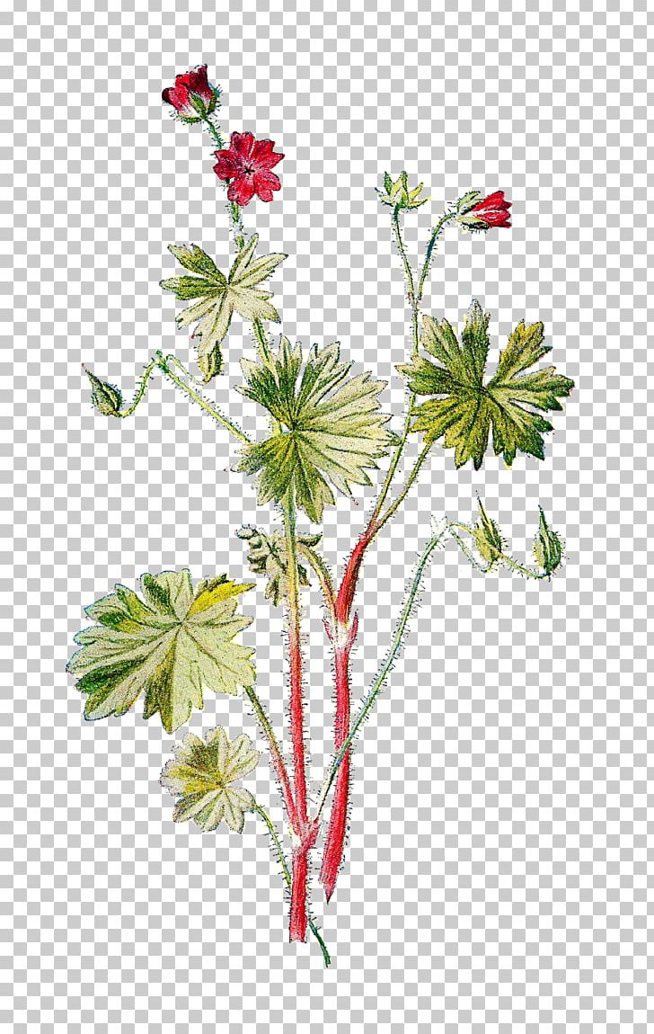 Geranium Molle Crane Wild Flowers Of The Pacific Northwest Wildflower PNG, Clipart, Art, Botanical, Branch, Crane, Cranesbill Free PNG Download