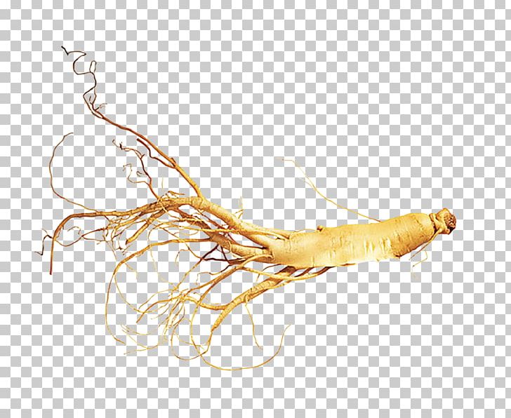 Jian Asian Ginseng Northeast China American Ginseng Ginsenoside PNG, Clipart, Araliaceae, Arm, Aromatic Herbs, Asian Ginseng, Branch Free PNG Download