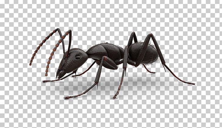 Carpenter Ant PNG, Clipart, Ant, Ant Colony, Arthropod, Beetle, Bullet Ant Free PNG Download