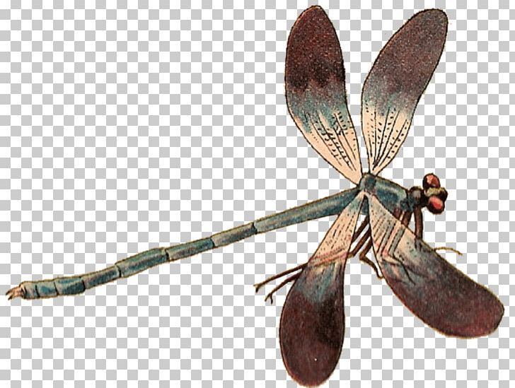 Dragonfly Insect Damselflies PNG, Clipart, Animal, Arthropod, Butterflies And Moths, Computer Icons, Decoupage Free PNG Download