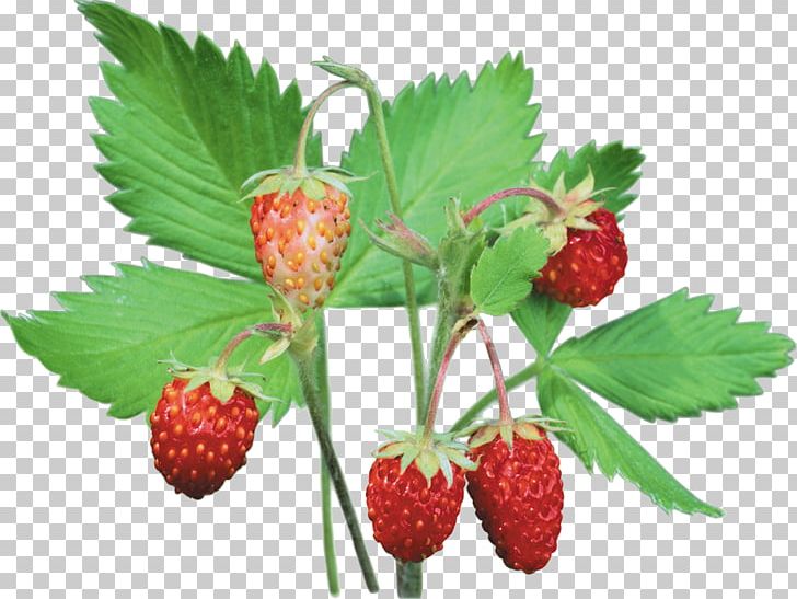 Wild Strawberry Musk Strawberry Fruit PNG, Clipart, Digital Image, Food, Fruit, Fruit Nut, Frutti Di Bosco Free PNG Download
