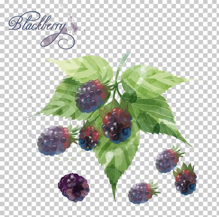 Blackberry Blueberry Watercolor Painting PNG, Clipart, Auglis, Berry, Bilberry, Bla, Blueberry Tea Free PNG Download