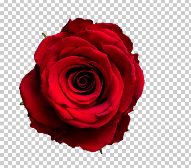 Garden Roses Red Cabbage Rose Cut Flowers PNG, Clipart, Black, Cabbage Rose, Closeup, Cut Flowers, Floribunda Free PNG Download
