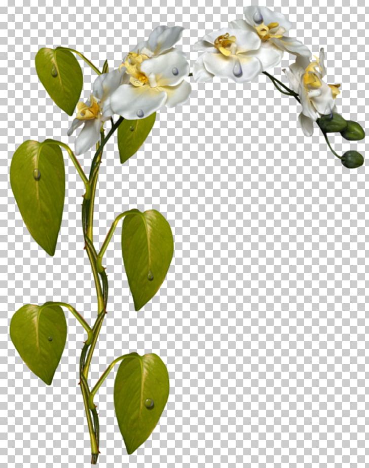 Plant Stem Flower Moth Orchids PNG, Clipart, Blossom, Branch, Bud, Flora, Flower Free PNG Download