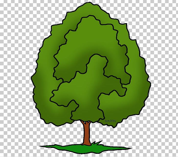 Tree Maryland Illinois White Oak PNG, Clipart, Artwork, Beak, Christmas Tree, Grass, Green Free PNG Download