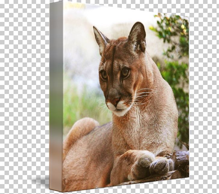Cougar Whiskers Fur Snout Puma PNG, Clipart, Animal, Carnivoran, Cat Like Mammal, Cougar, Didi Amp Friends Free PNG Download