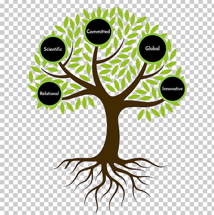 Drawing Root PNG, Clipart, Art, Branch, Drawing, Flora, Flower Free PNG Download