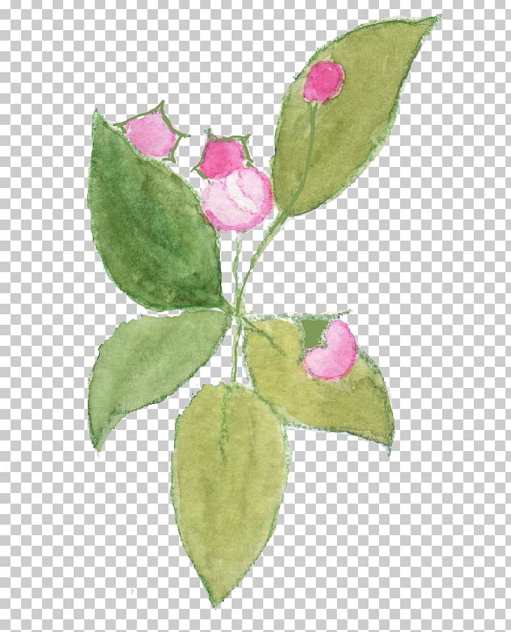 Cabbage Rose Blossom Petal Fruit Tree Plant Stem PNG, Clipart, Apple Blossom, Art, Blossom, Flora, Flower Free PNG Download