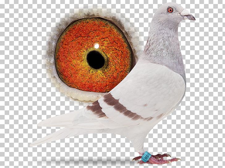 Columbidae Sangers Pigeons BV Bird Beak Épernay PNG, Clipart, Animals, Beak, Bird, Breed, Columbidae Free PNG Download
