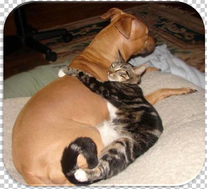 Dog–cat Relationship Kitten Puppy Labrador Retriever PNG, Clipart, Animal, Animals, Carnivoran, Cat, Cat Like Mammal Free PNG Download