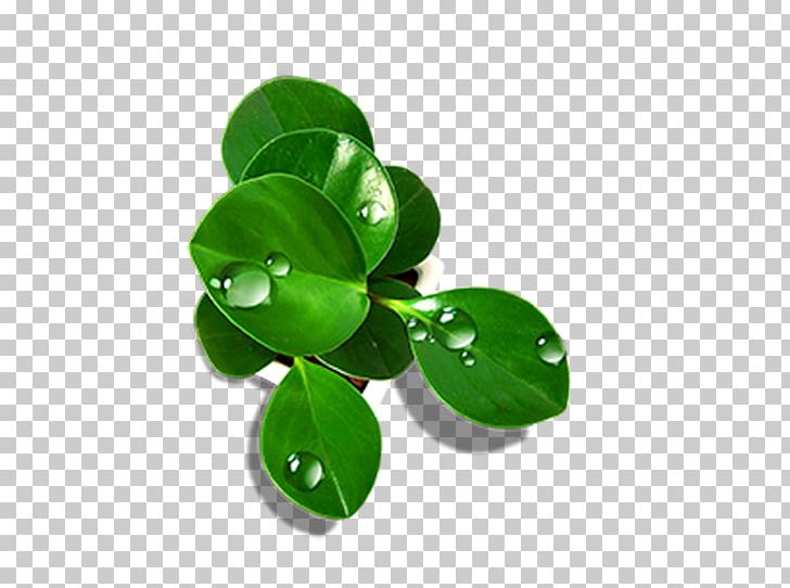 Drop Leaf Green PNG, Clipart, Background Green, Bubble, Creativity, Dew, Drop Free PNG Download