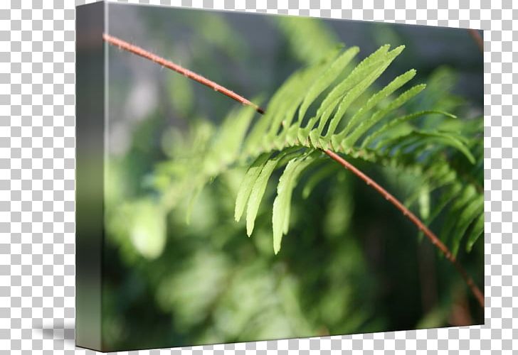 Fern Plant Stem Vegetation Leaf Tree PNG, Clipart, Family, Fern, Fern Frame, Ferns And Horsetails, Grass Free PNG Download