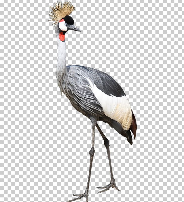 Bird Great Herons Egret PNG, Clipart, Animal, Animals, Beak, Bird, Crane Free PNG Download