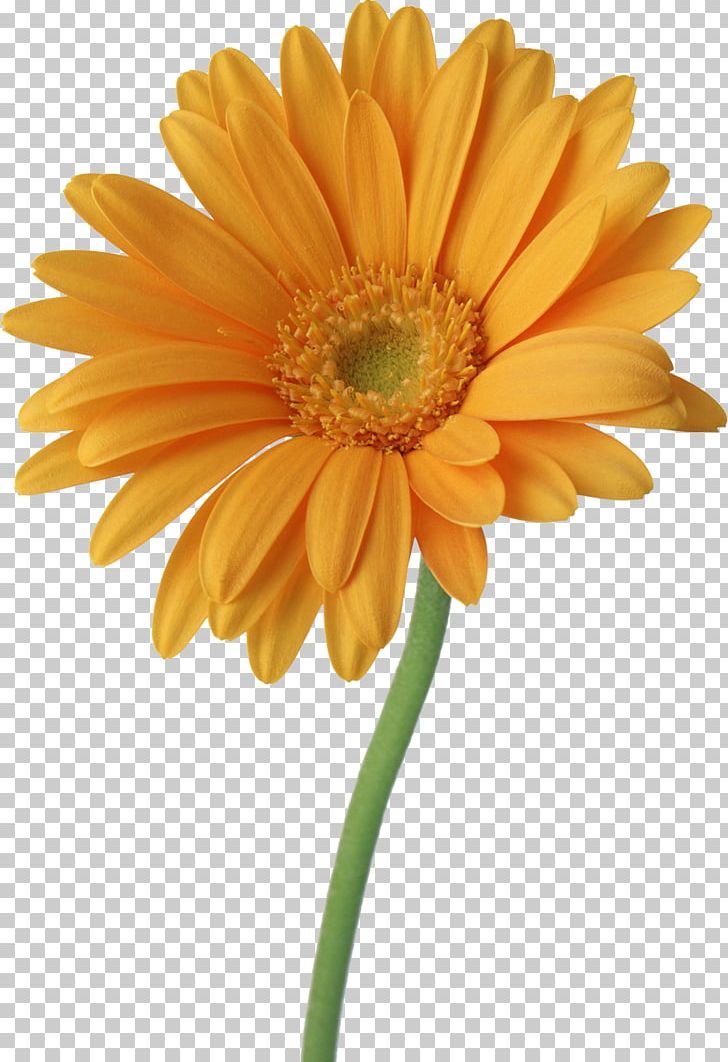 Computer Software Photography PNG, Clipart, Annual Plant, Chrysanths, Computer Software, Cut Flowers, Daisy Free PNG Download