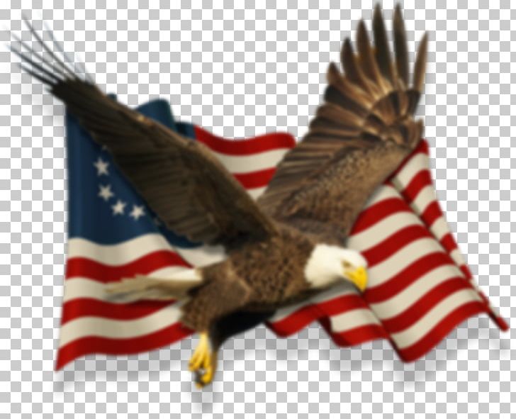 Eagle Flag Of The United States Thirteen Colonies Betsy Ross Flag PNG, Clipart, Accipitriformes, Animals, Bald Eagle, Beak, Betsy Ross Free PNG Download